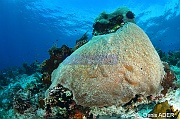 Astreopora myriophthalma ambiance-Wakatobi Batuata Island-4m-20180603-Denis-ADER-DSC_3623_tn